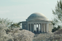 Cherry Blossom Festival